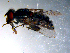  ( - 10PROBE-11094)  @12 [ ] CreativeCommons - Attribution (2011) CBG Photography Group Centre for Biodiversity Genomics