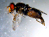  ( - 10PROBE-11095)  @12 [ ] CreativeCommons - Attribution (2011) CBG Photography Group Centre for Biodiversity Genomics