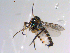  ( - 10PROBE-11138)  @12 [ ] CreativeCommons - Attribution (2011) CBG Photography Group Centre for Biodiversity Genomics