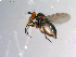  ( - 10PROBE-11142)  @12 [ ] CreativeCommons - Attribution (2011) CBG Photography Group Centre for Biodiversity Genomics