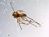  ( - 10PROBE-11161)  @13 [ ] CreativeCommons - Attribution (2011) CBG Photography Group Centre for Biodiversity Genomics