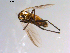  ( - 10PROBE-11163)  @13 [ ] CreativeCommons - Attribution (2011) CBG Photography Group Centre for Biodiversity Genomics
