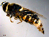  ( - 10PROBE-11187)  @12 [ ] CreativeCommons - Attribution (2011) CBG Photography Group Centre for Biodiversity Genomics