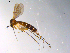  (Exechia sp. CJB4 - 10PROBE-11188)  @13 [ ] CreativeCommons - Attribution (2011) CBG Photography Group Centre for Biodiversity Genomics