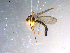  ( - 10PROBE-11254)  @13 [ ] CreativeCommons - Attribution (2011) CBG Photography Group Centre for Biodiversity Genomics