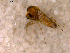  ( - 10PROBE-11271)  @12 [ ] CreativeCommons - Attribution (2011) CBG Photography Group Centre for Biodiversity Genomics
