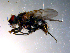  ( - 10PROBE-11582)  @12 [ ] CreativeCommons - Attribution (2011) CBG Photography Group Centre for Biodiversity Genomics