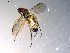  ( - 10PROBE-11586)  @13 [ ] CreativeCommons - Attribution (2011) CBG Photography Group Centre for Biodiversity Genomics