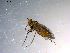  (Scellus sp - 10PROBE-11588)  @13 [ ] CreativeCommons - Attribution (2011) CBG Photography Group Centre for Biodiversity Genomics