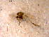  ( - 10PROBE-11666)  @13 [ ] CreativeCommons - Attribution (2011) CBG Photography Group Centre for Biodiversity Genomics