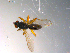  ( - 10PROBE-11682)  @12 [ ] CreativeCommons - Attribution (2011) CBG Photography Group Centre for Biodiversity Genomics