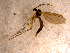 ( - 10PROBE-11715)  @13 [ ] CreativeCommons - Attribution (2011) CBG Photography Group Centre for Biodiversity Genomics