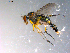  ( - 10PROBE-11786)  @13 [ ] CreativeCommons - Attribution (2011) CBG Photography Group Centre for Biodiversity Genomics
