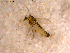  ( - 10PROBE-11798)  @12 [ ] CreativeCommons - Attribution (2011) CBG Photography Group Centre for Biodiversity Genomics