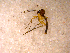  ( - 10PROBE-11803)  @13 [ ] CreativeCommons - Attribution (2011) CBG Photography Group Centre for Biodiversity Genomics