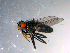  ( - 10PROBE-11807)  @13 [ ] CreativeCommons - Attribution (2011) CBG Photography Group Centre for Biodiversity Genomics