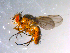  ( - 10PROBE-11809)  @13 [ ] CreativeCommons - Attribution (2011) CBG Photography Group Centre for Biodiversity Genomics