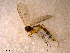  ( - 10PROBE-11822)  @13 [ ] CreativeCommons - Attribution (2011) CBG Photography Group Centre for Biodiversity Genomics