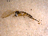  ( - 10PROBE-11823)  @12 [ ] CreativeCommons - Attribution (2011) CBG Photography Group Centre for Biodiversity Genomics