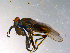  ( - 10PROBE-11849)  @13 [ ] CreativeCommons - Attribution (2011) CBG Photography Group Centre for Biodiversity Genomics
