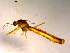  ( - 10PROBE-11866)  @12 [ ] CreativeCommons - Attribution (2011) CBG Photography Group Centre for Biodiversity Genomics