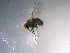  ( - 10PROBE-11886)  @13 [ ] CreativeCommons - Attribution (2011) CBG Photography Group Centre for Biodiversity Genomics