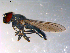  ( - 10PROBE-11892)  @13 [ ] CreativeCommons - Attribution (2011) CBG Photography Group Centre for Biodiversity Genomics