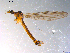  ( - 10PROBE-11902)  @14 [ ] CreativeCommons - Attribution (2011) CBG Photography Group Centre for Biodiversity Genomics