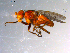  ( - 10PROBE-11907)  @12 [ ] CreativeCommons - Attribution (2011) CBG Photography Group Centre for Biodiversity Genomics