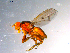  ( - 10PROBE-11908)  @12 [ ] CreativeCommons - Attribution (2011) CBG Photography Group Centre for Biodiversity Genomics