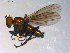  ( - 10PROBE-11912)  @13 [ ] CreativeCommons - Attribution (2011) CBG Photography Group Centre for Biodiversity Genomics