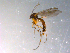  ( - 10PROBE-11921)  @12 [ ] CreativeCommons - Attribution (2011) CBG Photography Group Centre for Biodiversity Genomics