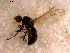  ( - 10PROBE-11939)  @12 [ ] CreativeCommons - Attribution (2011) CBG Photography Group Centre for Biodiversity Genomics