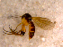  (Sceptonia sp. CJB1 - 10PROBE-11949)  @13 [ ] CreativeCommons - Attribution (2011) CBG Photography Group Centre for Biodiversity Genomics