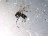  ( - 10PROBE-11960)  @12 [ ] CreativeCommons - Attribution (2011) CBG Photography Group Centre for Biodiversity Genomics