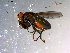  ( - 10PROBE-11976)  @13 [ ] CreativeCommons - Attribution (2011) CBG Photography Group Centre for Biodiversity Genomics