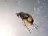  ( - 10PROBE-11994)  @12 [ ] CreativeCommons - Attribution (2011) CBG Photography Group Centre for Biodiversity Genomics