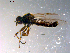  ( - 10PROBE-12008)  @13 [ ] CreativeCommons - Attribution (2011) CBG Photography Group Centre for Biodiversity Genomics