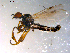  ( - 10PROBE-12009)  @13 [ ] CreativeCommons - Attribution (2011) CBG Photography Group Centre for Biodiversity Genomics