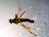  ( - 10PROBE-12011)  @13 [ ] CreativeCommons - Attribution (2011) CBG Photography Group Centre for Biodiversity Genomics