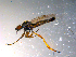  ( - 10PROBE-12012)  @13 [ ] CreativeCommons - Attribution (2011) CBG Photography Group Centre for Biodiversity Genomics