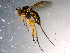  ( - 10PROBE-12032)  @13 [ ] CreativeCommons - Attribution (2011) CBG Photography Group Centre for Biodiversity Genomics