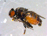  ( - 10PROBE-12034)  @14 [ ] CreativeCommons - Attribution (2011) CBG Photography Group Centre for Biodiversity Genomics