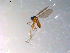  ( - 10PROBE-12045)  @12 [ ] CreativeCommons - Attribution (2011) CBG Photography Group Centre for Biodiversity Genomics