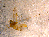  ( - 10PROBE-12057)  @13 [ ] CreativeCommons - Attribution (2011) CBG Photography Group Centre for Biodiversity Genomics