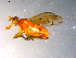  ( - 10PROBE-12065)  @13 [ ] CreativeCommons - Attribution (2011) CBG Photography Group Centre for Biodiversity Genomics
