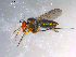  ( - 10PROBE-12071)  @13 [ ] CreativeCommons - Attribution (2011) CBG Photography Group Centre for Biodiversity Genomics