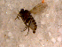  ( - 10PROBE-12084)  @12 [ ] CreativeCommons - Attribution (2011) CBG Photography Group Centre for Biodiversity Genomics