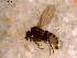  ( - 10PROBE-12086)  @12 [ ] CreativeCommons - Attribution (2011) CBG Photography Group Centre for Biodiversity Genomics