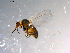  ( - 10PROBE-12141)  @13 [ ] CreativeCommons - Attribution (2011) CBG Photography Group Centre for Biodiversity Genomics